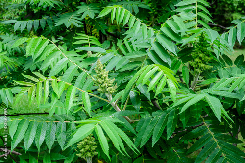 Minimalist monochrome background with large green leaves and small flowers of Rhus shrub, commonly known as sumac, sumach or sumaq, in a a garden in a sunny summer day.