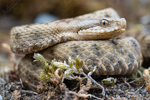 Jeune Vipere aspis (Vipera aspis) - France