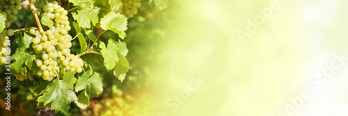 Close up of green grapes in a vineyard on green panoramic background, wine and fall web banner