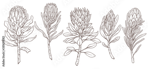 Set of king protea linear sketch vector isolated illustration. Collection of exotic tropical hand drawn flower, symbol of South Africa. Design for print, textile, cards