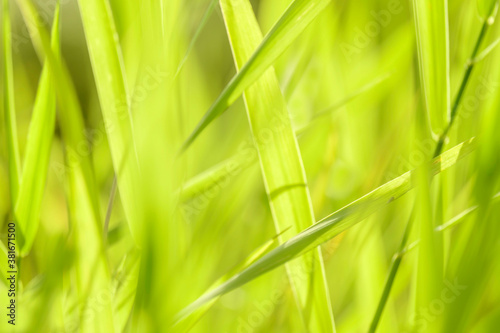 Blurred grass - abstract background, universal use