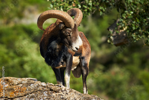 male common mouflon (Ovis aries musimon) in mating season in Marbella. Spain