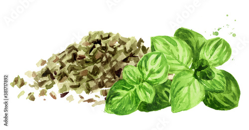Dried oregano herbs with fresh marjoram twigs. Hand drawn watercolor illustration isolated on white background