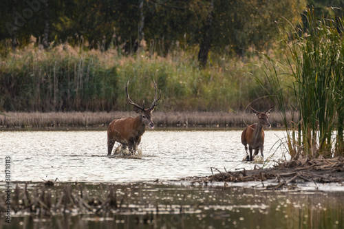 Jeleń szlachetny europejski Cervus elaphus elaphus w czasie rykowiska, okres godowy jeleni szlachetnych