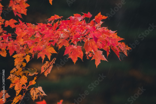Fall coloured leaves in the forest