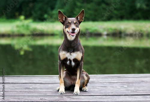 Summer portrait of smart chocolate brown and sable tan working Australian kelpie dog. Attractive smiling national Australian breed Australian sheep dog outside with yellow eyes and green background