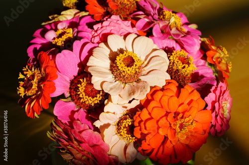 A small bouquet of colorful zinnia flowers
