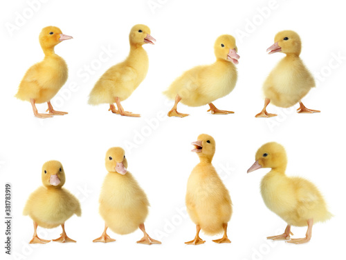 Collage with cute fluffy ducklings on white background. Farm animals