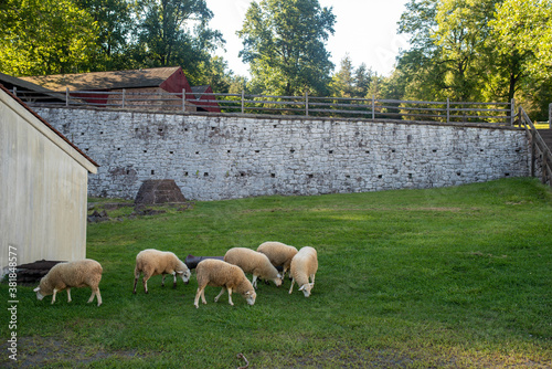 Hopewell Furnace National Historic Site. Sheep graze by colonial American stone wall in grassy old time village scene.