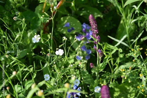 Dzikie kwiaty - łąka przyjazna dla owadów