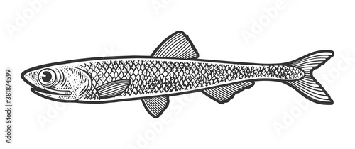 anchovy fish sketch engraving vector illustration. T-shirt apparel print design. Scratch board imitation. Black and white hand drawn image.