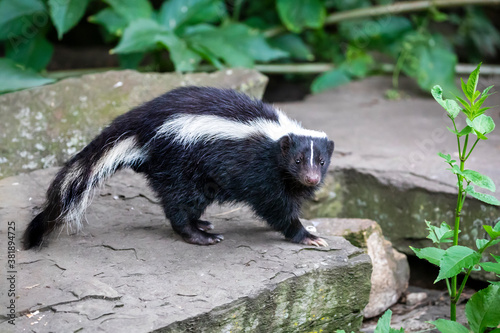 close-up photo of striped skunk (Mephitis mephitis) in nature