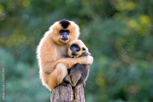 close image of Yellow Cheeked Gibbon monkey (Nomascus Gabriallae) mother with child in the forest