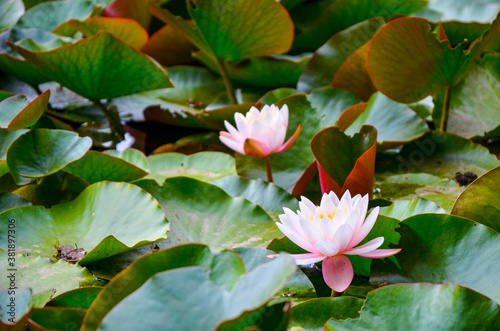 Closeup of a half-open pink waterlily in a pond surrounded by green water leaves
