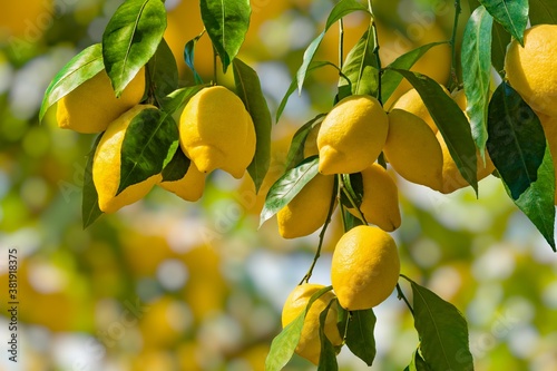 Bunches of fresh yellow ripe lemons with green leaves.