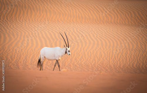 arabian oryx in a desert near Dubai