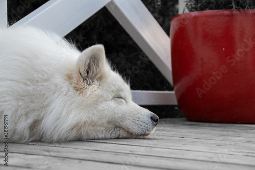 Side View of sleeping Samojed