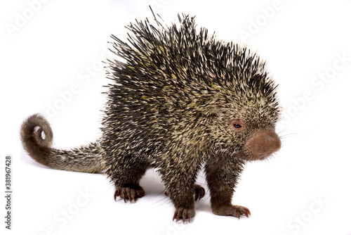 Brazilian porcupine (Coendou prehensilis)