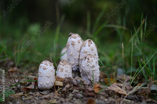 Photo of mushrooms in the forest in cloudy weather.