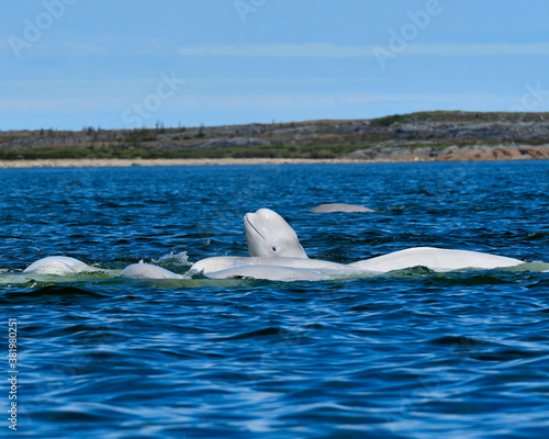 A pod of Beluga Whales engaged in a feeding frenzy - Churchill River, Manitoba 