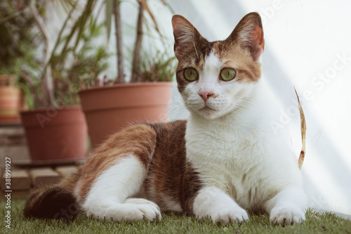 primer plano de gato de tres colores sobre pasto sintético en balcón de departamento con macetas de fondo