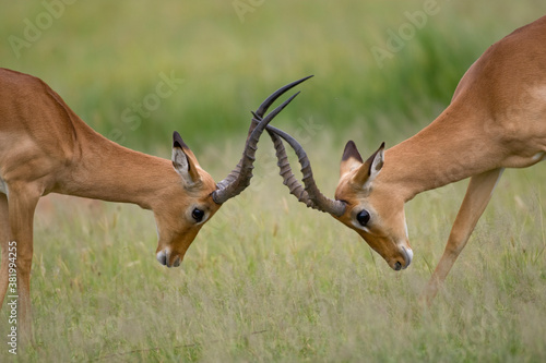Sparring Impala, Chobe National Park, Botswana