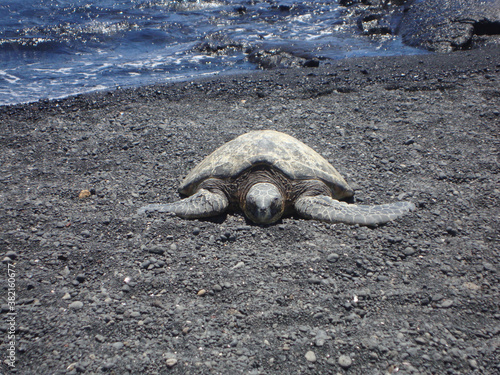 Kemp's ridley sea turtle on the beach