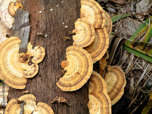 Multi colored mushroom or conk on a decaying coconut trunk, selective focus