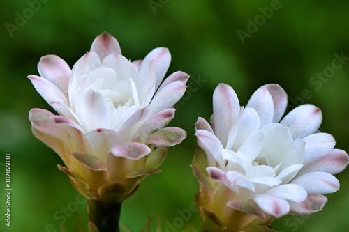 Duże białe kwiaty kaktusa Gymnocalycium sp.