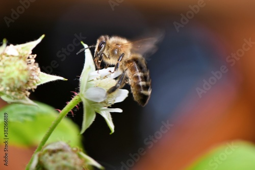 Pszczoła miodna (Apis mellifera) na kwiatku maliny. Interesująca flara w tle