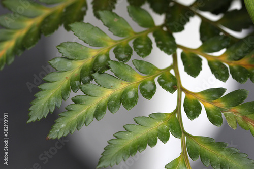 Macro shot of a fern plant leaf