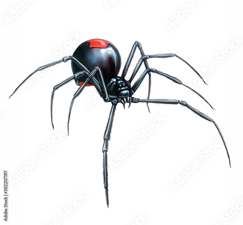 The redback spider, Australian black widow (Latrodectus hasselti)