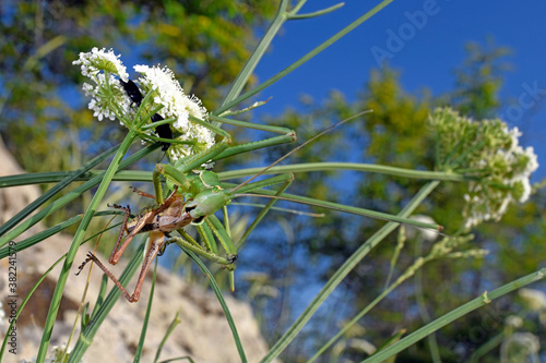 Lesser Predatory Bush-cricket in Greece / Sägeschrecke (Saga campbelli) Nordgriechenland - 