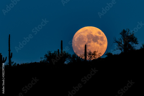 Full moon (Harvest moon) rising in Arizona's Sonoran desert. Clear, deep blue sky in the background. Silhouettes in foreground of cactus and other plants on the rising hillside. 