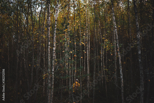 forest in autumn in Finland