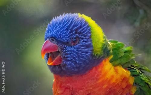 Head of a Rainbow Lorikeet In The Wild