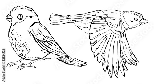 Two little birds, hand drawn illustrations.
