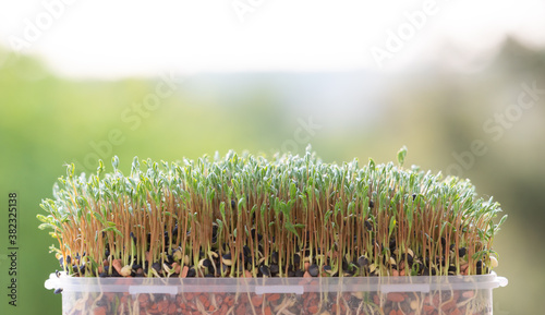 Fresh microgreens closeup. Growing sprouts for salad.