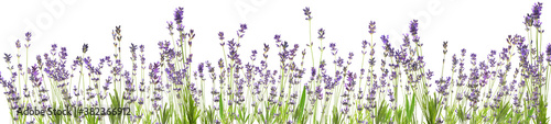 Beautiful lavender flowers on white background. Banner design