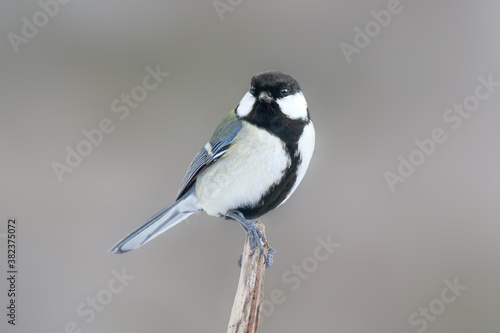 シジュウカラ 野鳥