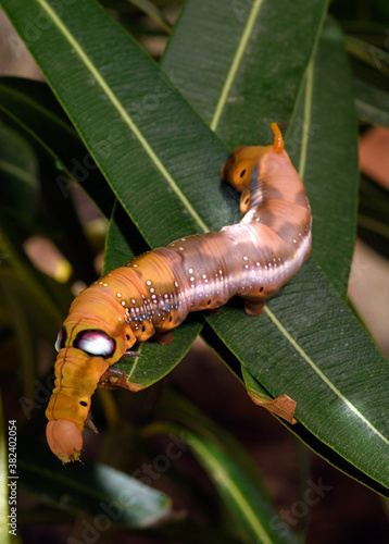 Raupe des Oleanderschwärmer (Daphnis nerii) - Caterpillar of the Oleander hawk-moth