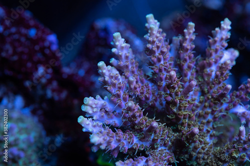 Beautiful acropora sps coral in coral reef aquarium tank. Macro shot. Selective focus.