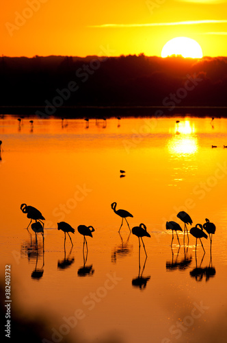 Amanecer con Flamencos en la marisma