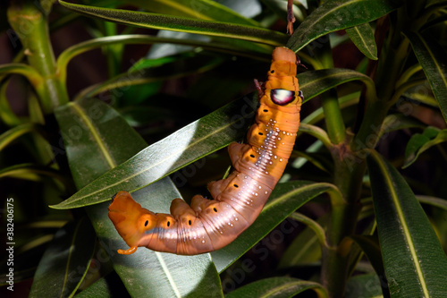 Caterpillar of the Oleander hawk-moth / Raupe des Oleanderschwärmer (Daphnis nerii)