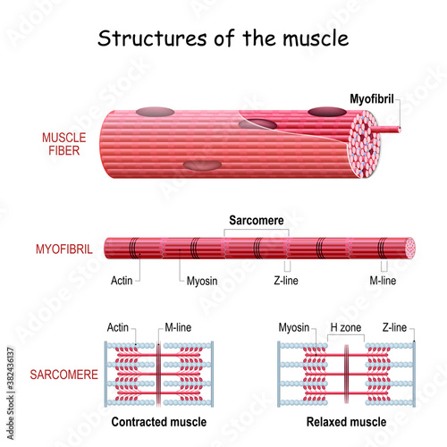 Structure Skeletal Muscle. myofibril with sarcomeres. Close-up of actin and myosin