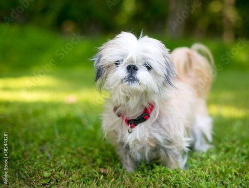 A scruffy Shih Tzu mixed breed dog with a red collar standing outdoors