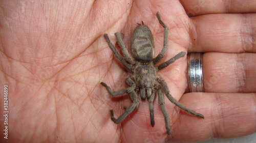 Tarantula , Spider Tarantula on the hand Close Up female of Spider Tarantula - Largest spider in terms of leg-span is the giant huntsman spider. Females can live up to 25 years insect, insects, bug