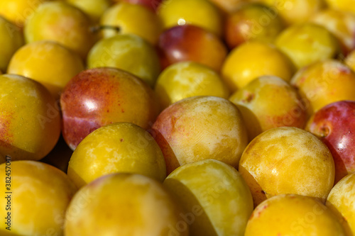 Harvest of mirabelle plums at the end of summer in eastern France.