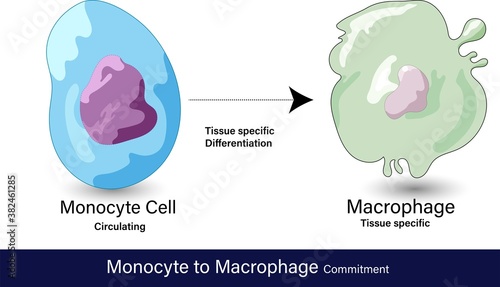 vector of differentiation of monocyte to macrophage cell which is a phagocytic cell involved in the antigen presentation function of innate immune system