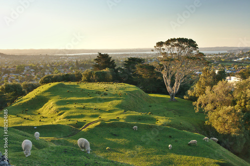 One Tree Hill Park with a sheep in the foreground, Cornwall Park, Auckland, New Zealand